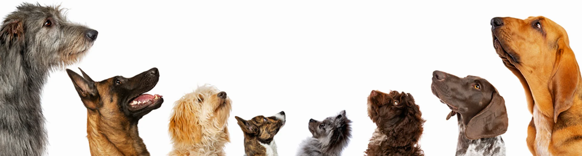 Dogwalker Essen Hundetraining Dogwalker Essen Hundetraining